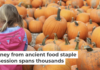 Pumpkins’ journey from ancient food staple to spicy fall obsession spans thousands of years Pumpkin patch excursions have become a fall staple in many U.S. households. Creative Touch Imaging Ltd./NurPhoto via Getty Images